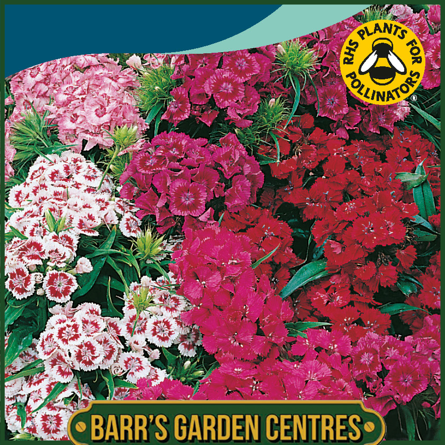 Johnsons - Sweet William Indian Carpet Mix - 400 Seeds