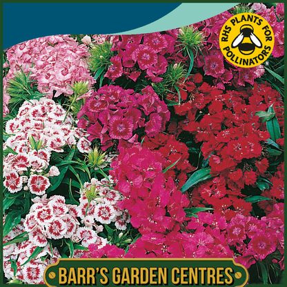 Johnsons - Sweet William Indian Carpet Mix - 400 Seeds