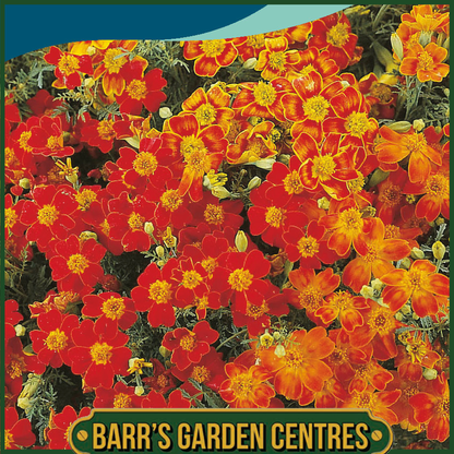Johnsons - Tagetes Starfire Mix - 250 Seeds