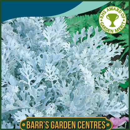 Johnsons - Cineraria Silver Dust - 200 Seeds