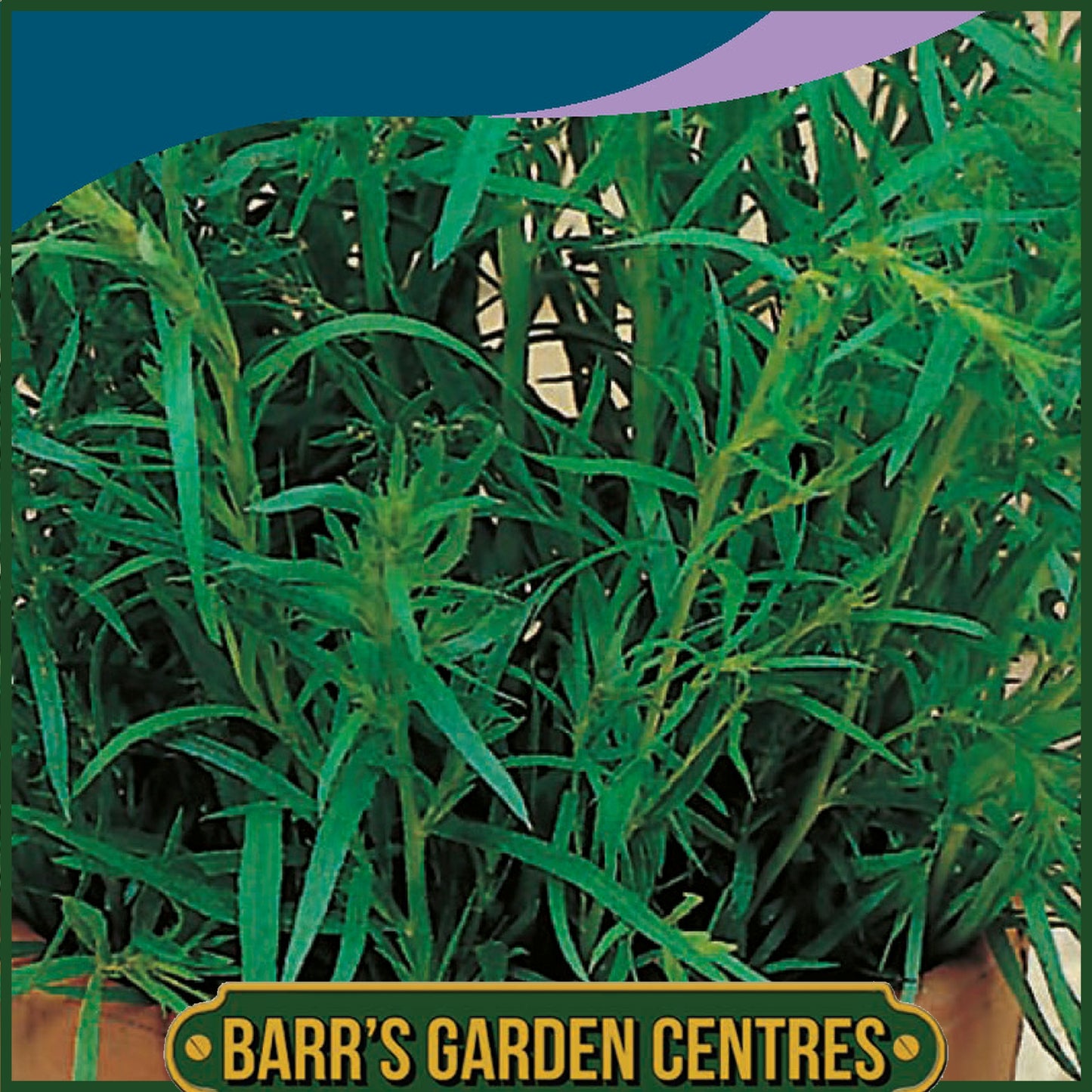 Johnsons - Herb - Tarragon Russian - 350 Seeds