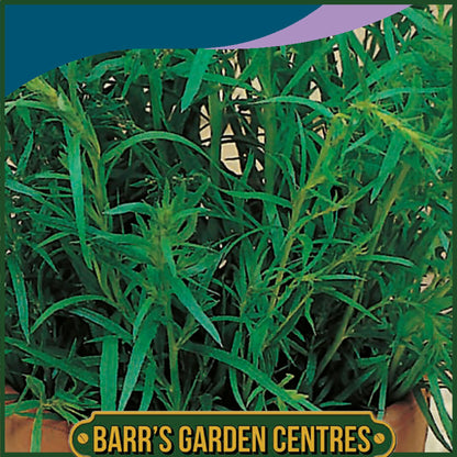 Johnsons - Herb - Tarragon Russian - 350 Seeds