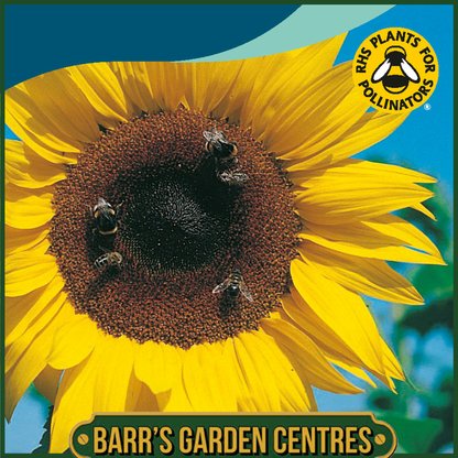 Johnsons - Sunflower Giant Single - 50 Seeds