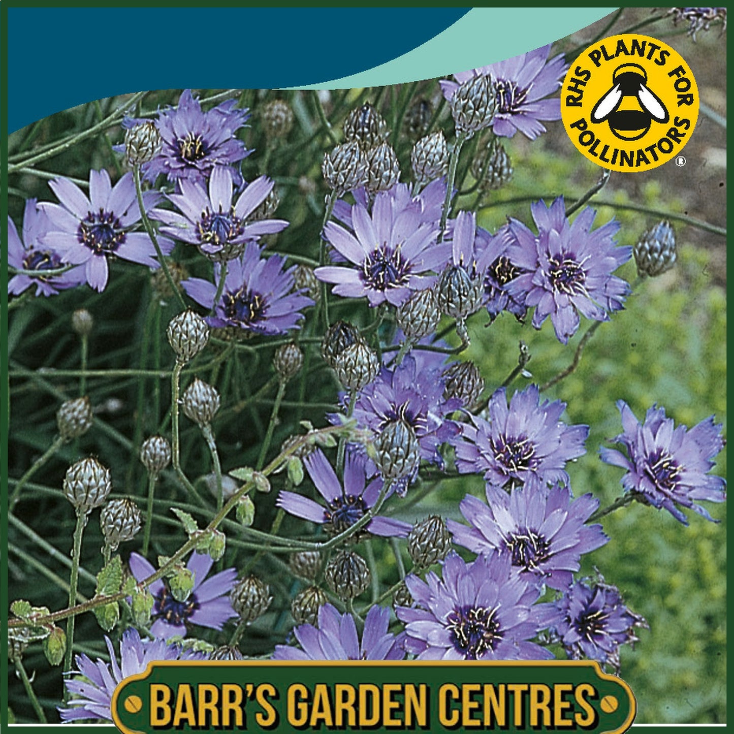 Johnsons - Catananche Cupid's Dart - 125 Seeds