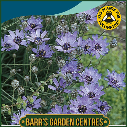 Johnsons - Catananche Cupid's Dart - 125 Seeds