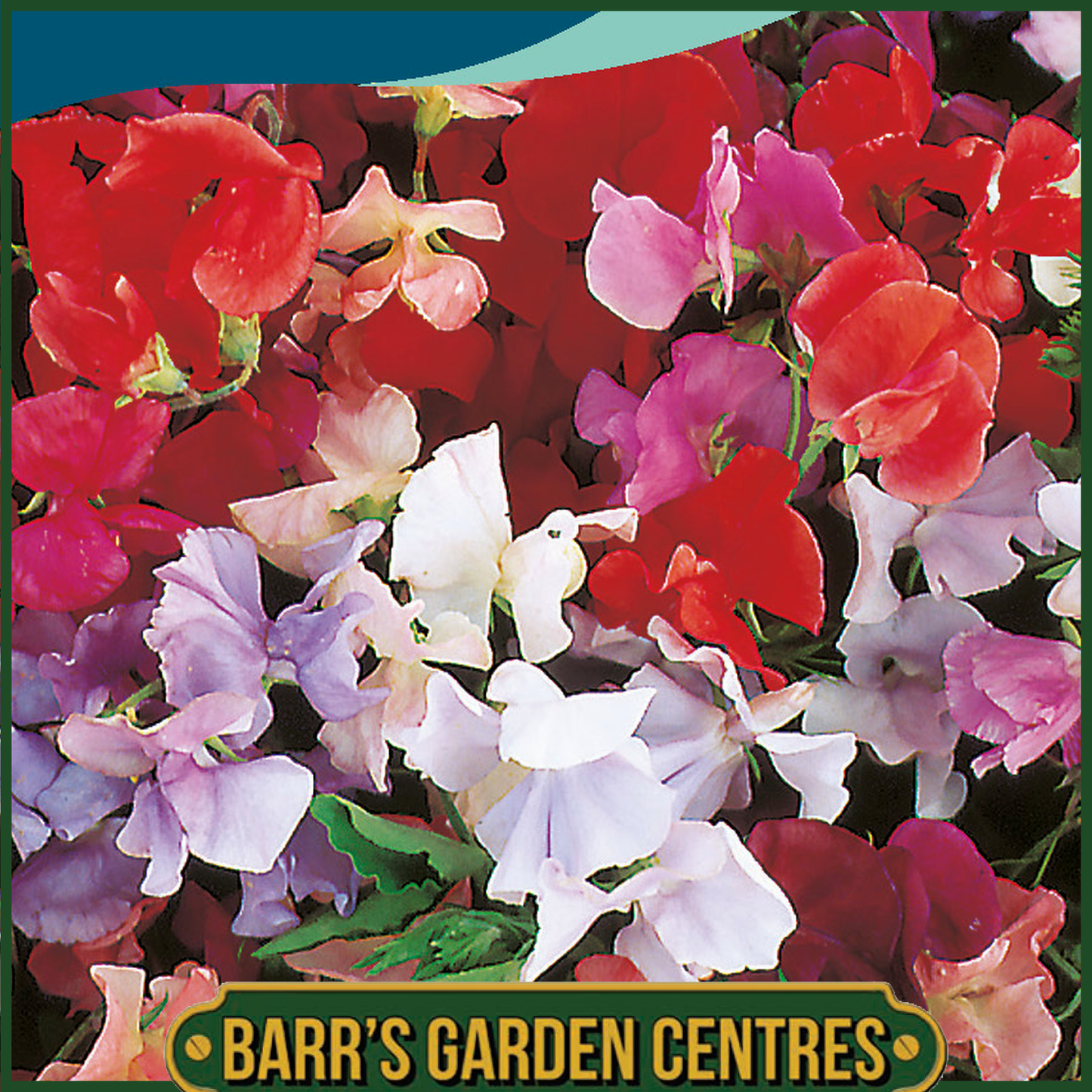 Johnsons - Sweet Pea Dwarf Explorer Mix - 25 Seeds