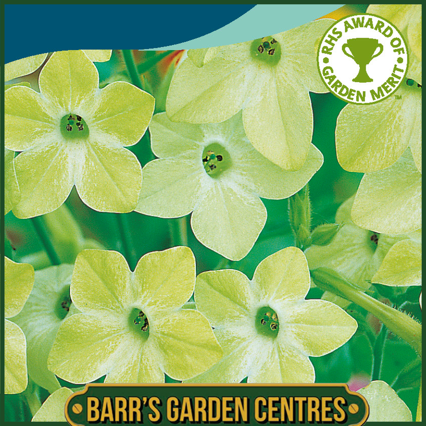 Johnsons - Nicotiana Lime Green - 1000 Seeds