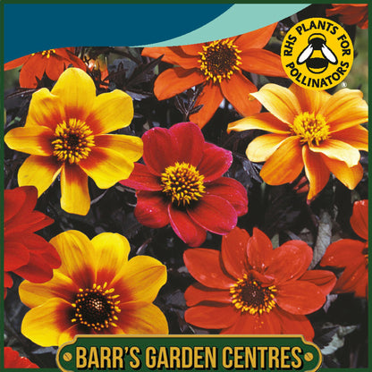 Johnsons - Dahlia Bishops Children - 40 Seeds