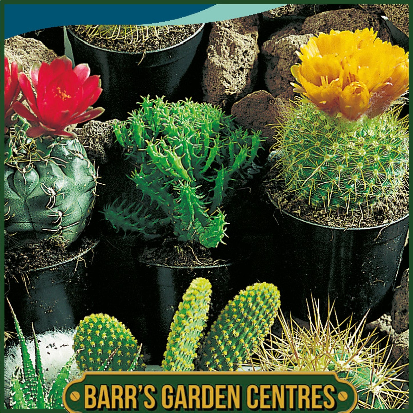 Johnsons - Cactus Superfine Mix - 70 Seeds