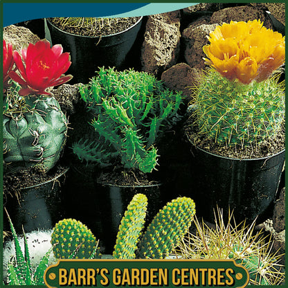 Johnsons - Cactus Superfine Mix - 70 Seeds