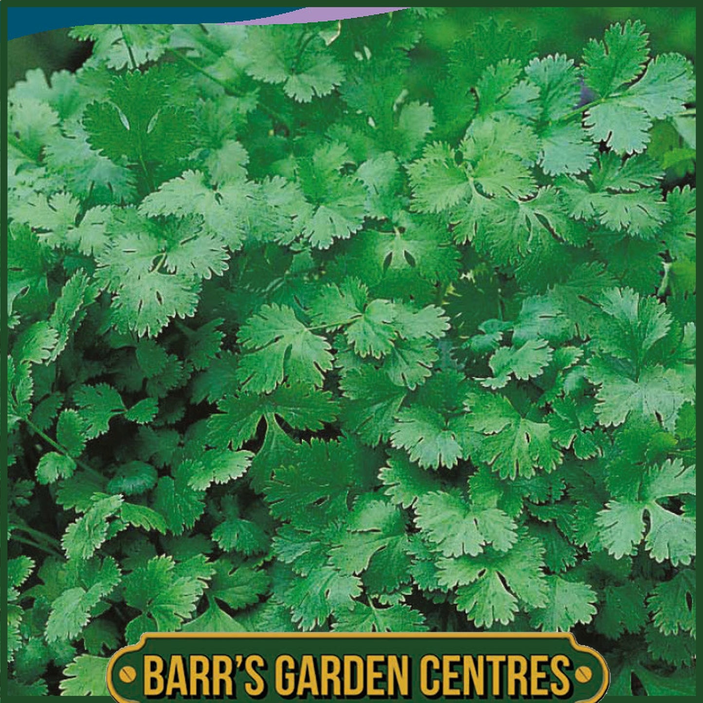 Johnsons - Herb - Coriander Cilantro for Leaf - 150 Seeds