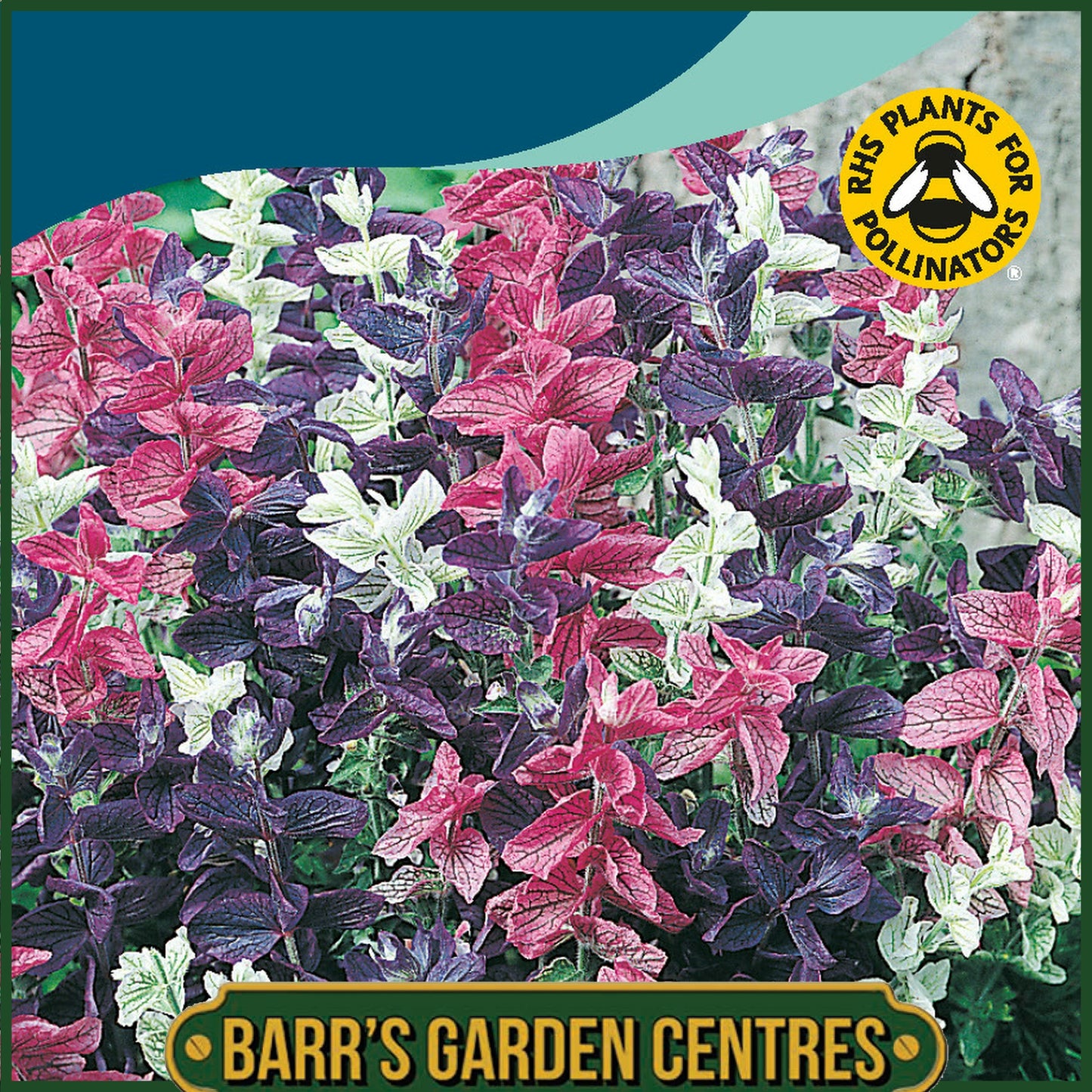 Johnsons - Clary Bouquet Mix - 300 Seeds