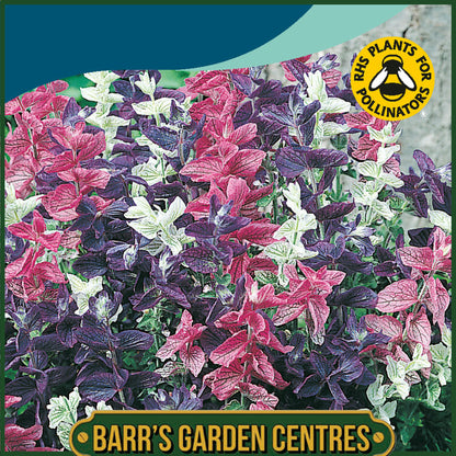 Johnsons - Clary Bouquet Mix - 300 Seeds