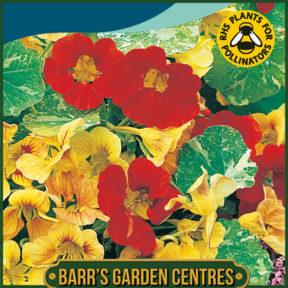 Johnsons - Nasturtium African Queen - 25 Seeds
