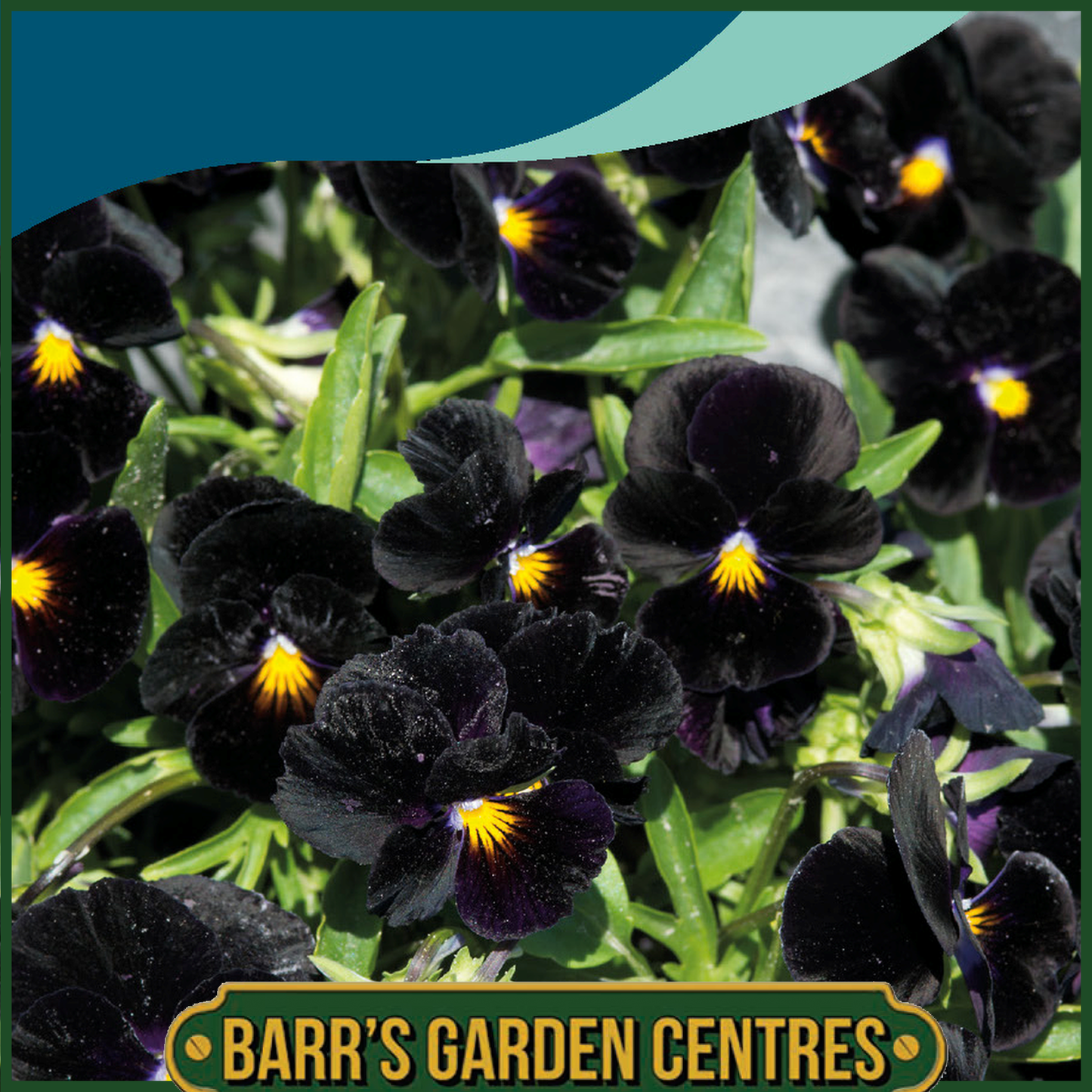 Johnsons - Viola Back to Black - 100 Seeds