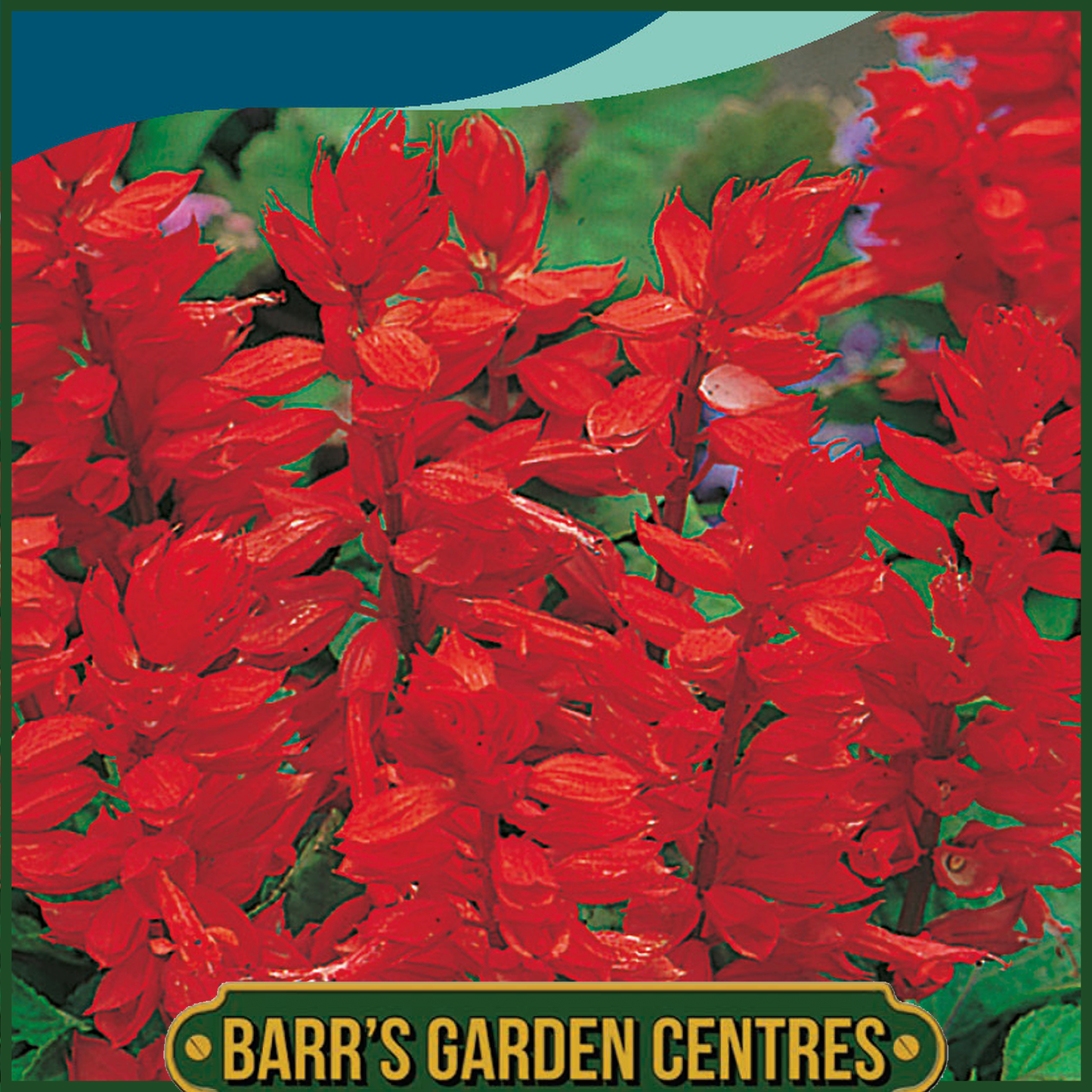 Johnsons - Salvia Blaze of Fire - 80 Seeds