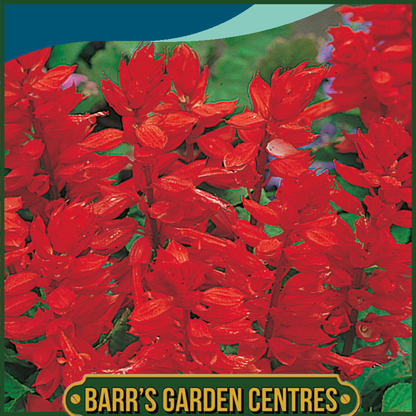 Johnsons - Salvia Blaze of Fire - 80 Seeds