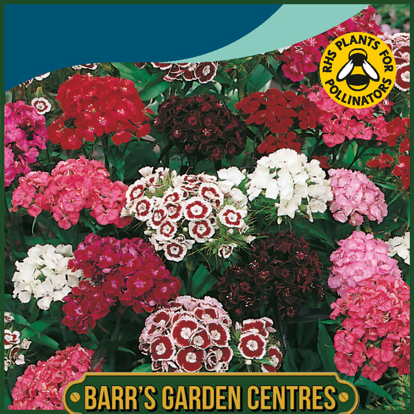 Johnsons - Sweet William Single Mix - 500 Seeds