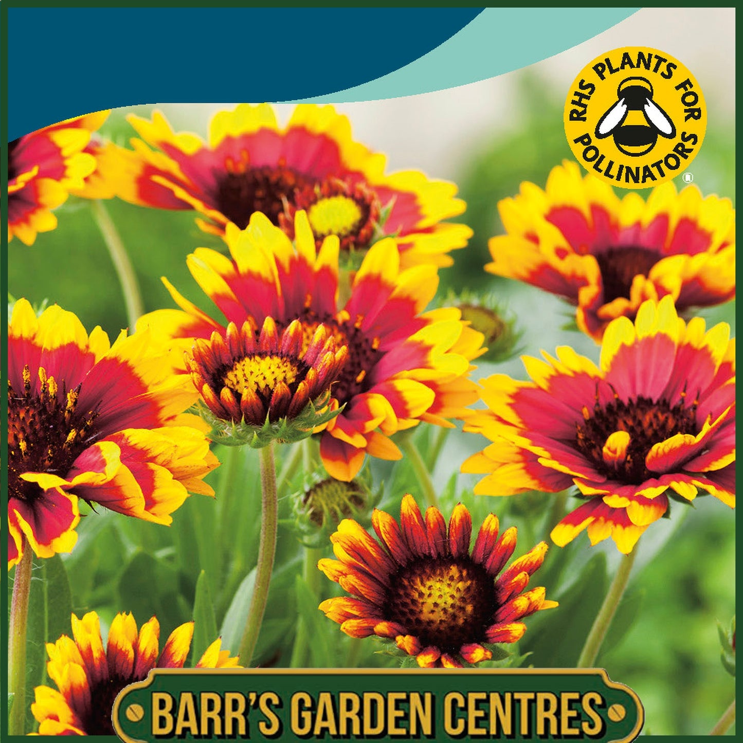 Johnsons - Gaillardia Goblin - 100 Seeds