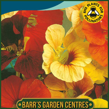 Johnsons - Nasturtium Tip Top Mix - 25 Seeds