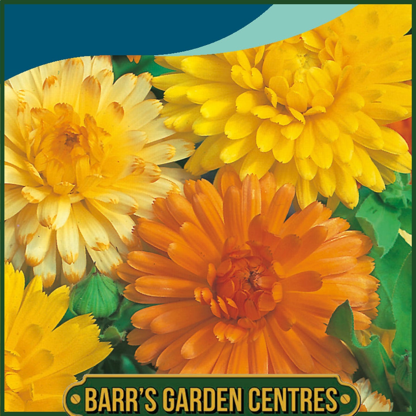 Johnsons - Calendula Art Shades Mix - 200 Seeds