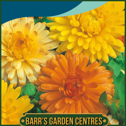 Johnsons - Calendula Art Shades Mix - 200 Seeds