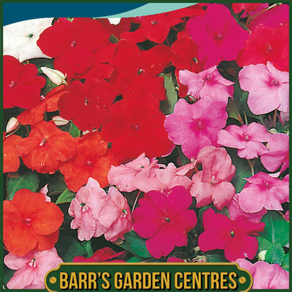 Johnsons - Busy Lizzie Special Mix F1 - 45 Seeds