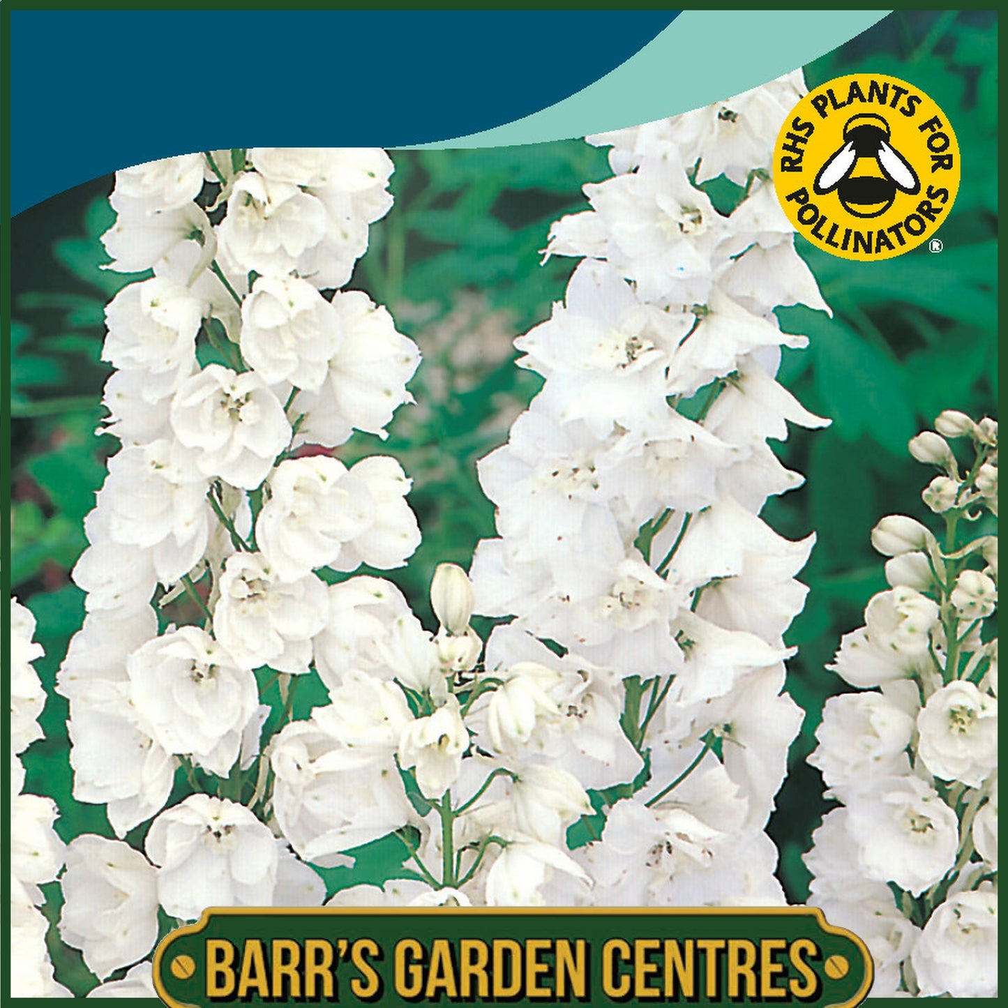Johnsons - Delphinium Galahad - 60 Seeds