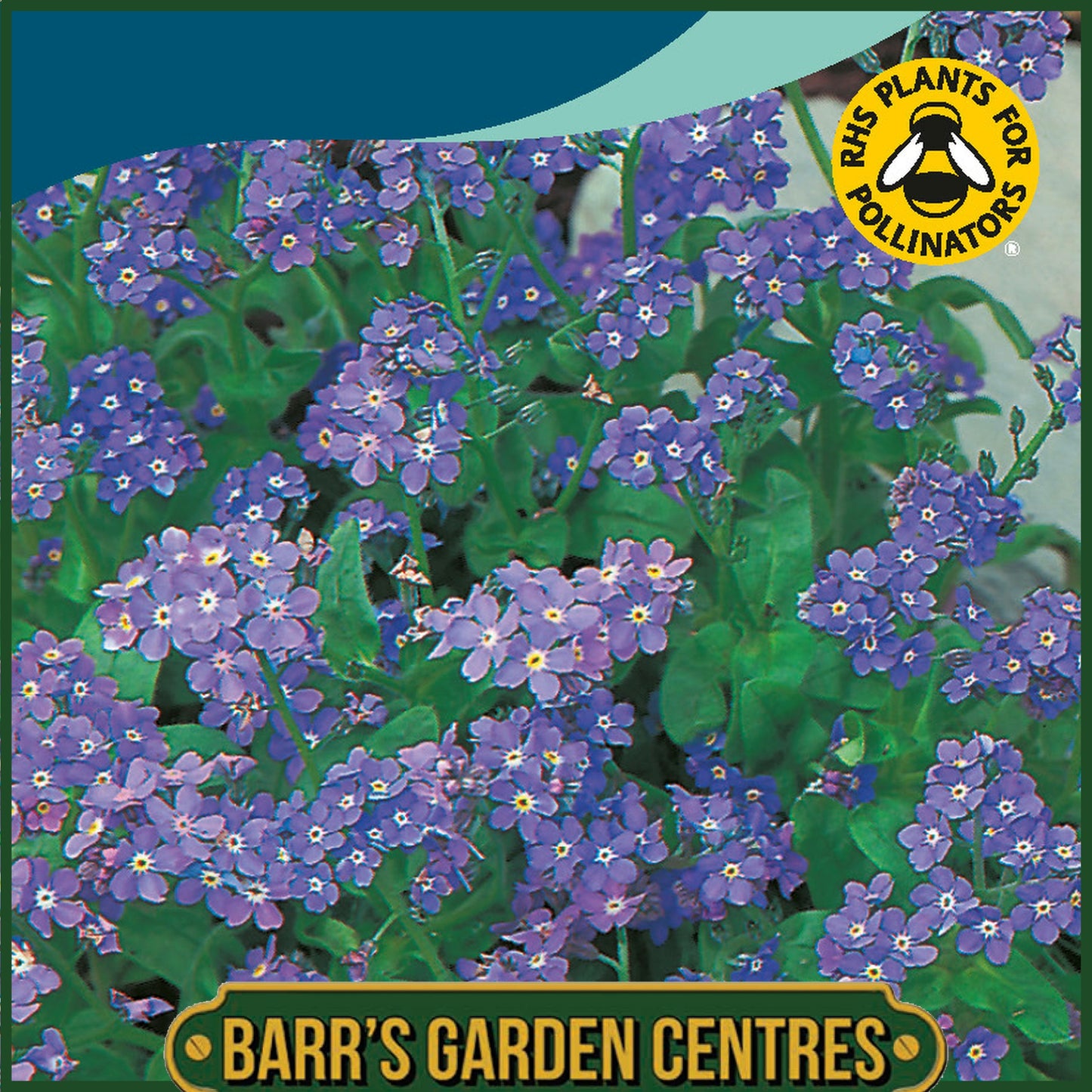 Johnsons - Forget Me Not Indigo - 300 Seeds
