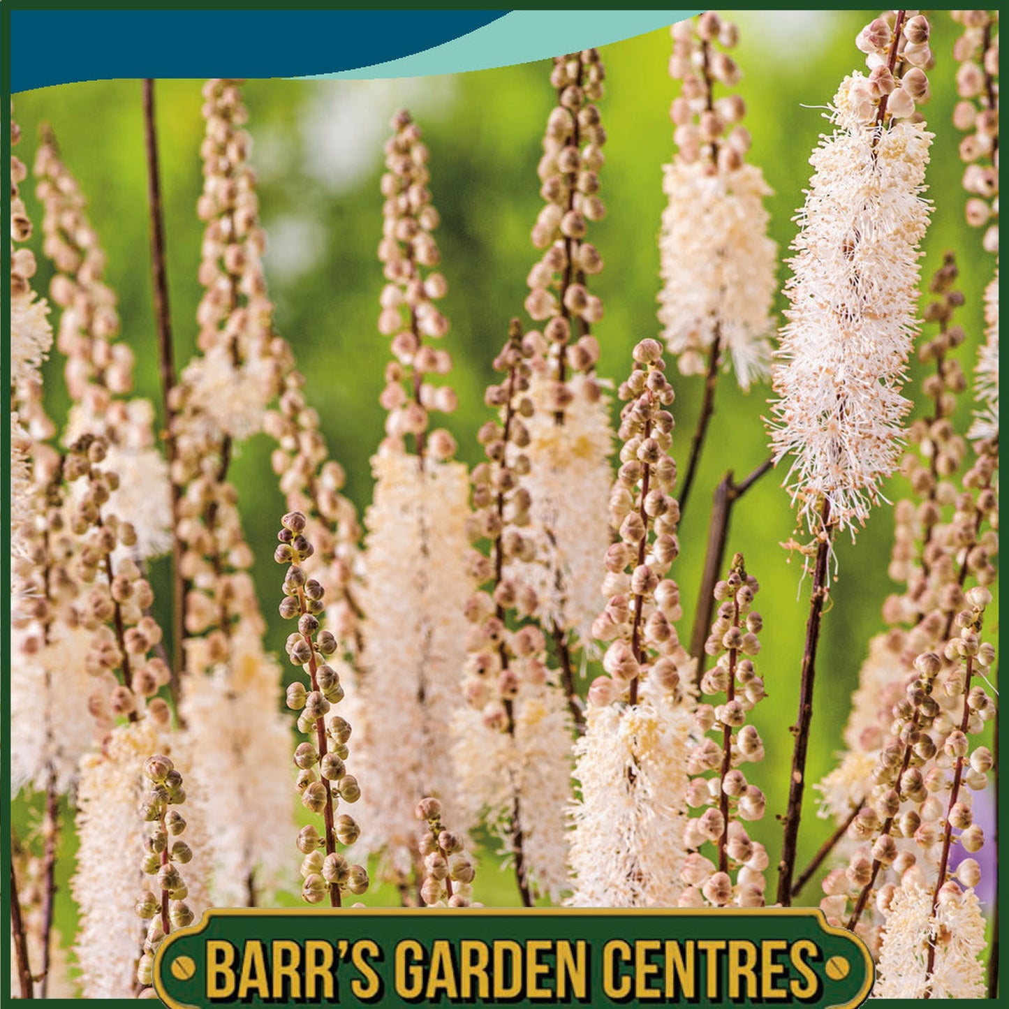 Johnsons - Cimicifuga Racemosa Cordifolia - 50 Seeds