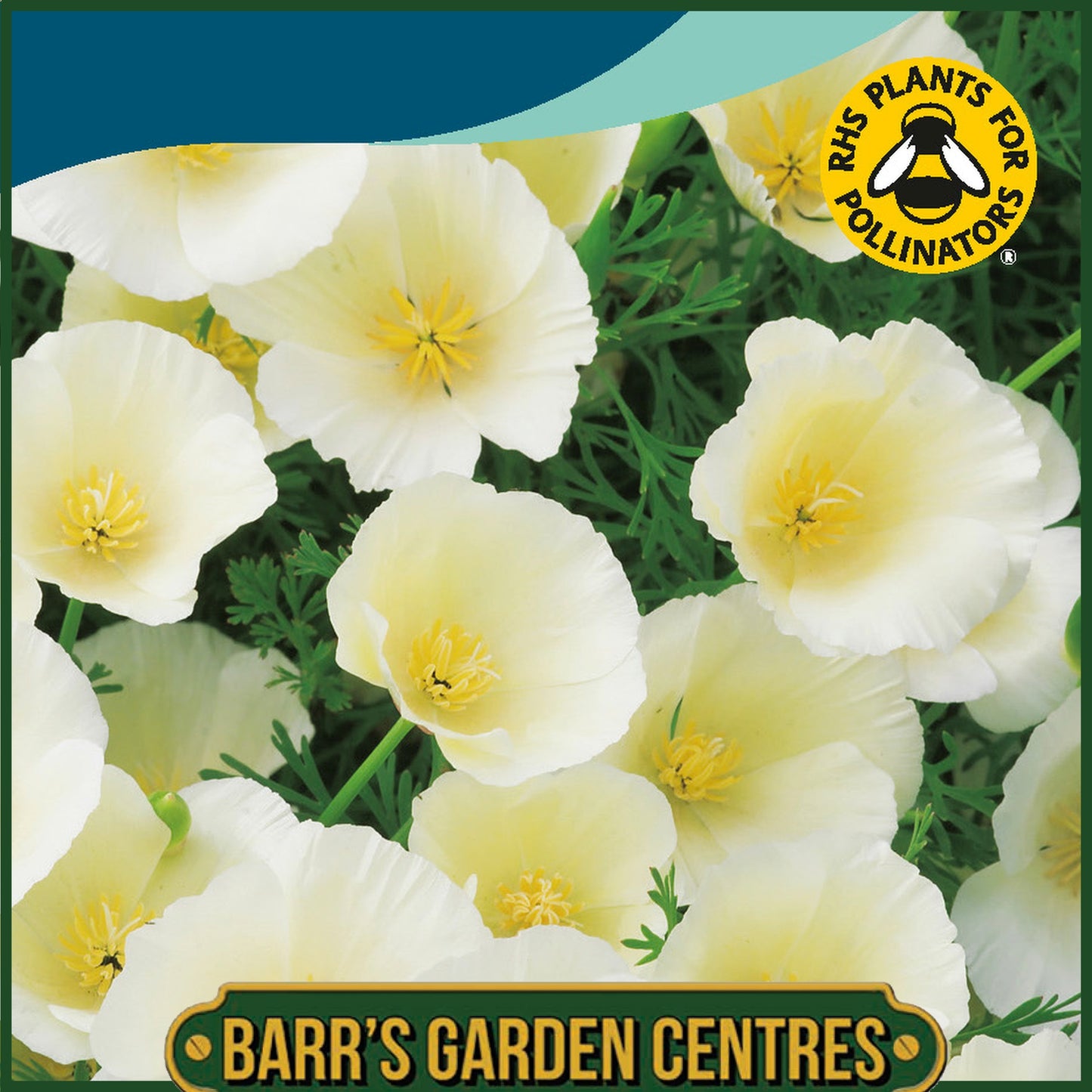 Johnsons - California Poppy Ivory Castle - 300 Seeds