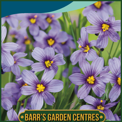 Johnsons - Sisyrinchium Moody Blues - 20 Seeds