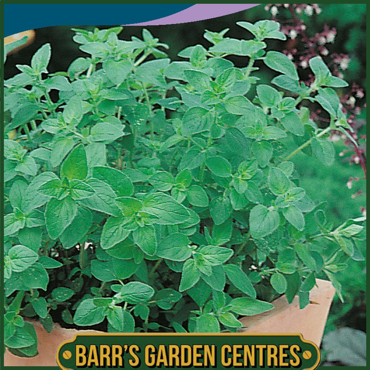 Johnsons - Herb - Oregano Greek - 1000 Seeds