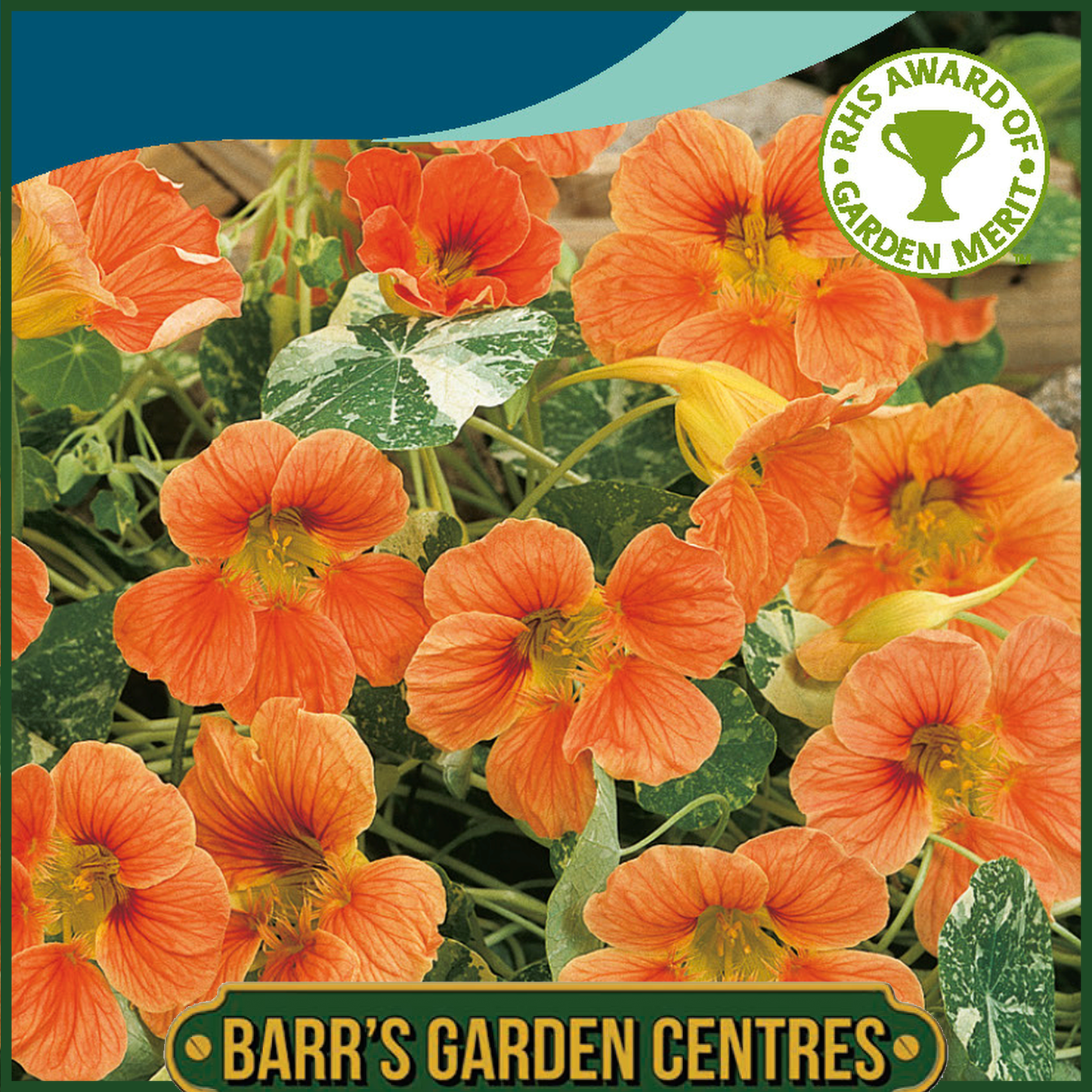 Johnsons - Nasturtium Salmon Orange - 25 Seeds