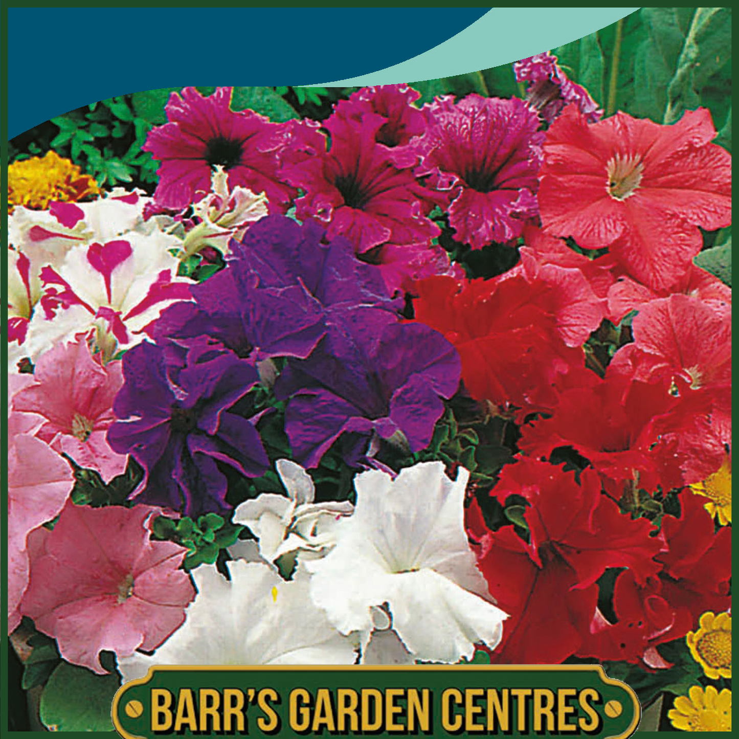 Johnsons - Petunia Special Grandiflora Mix F1 - 100 Seeds