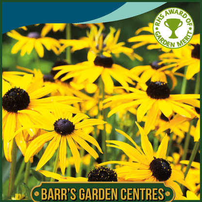 Johnsons - Rudbeckia Goldsturm - 125 Seeds