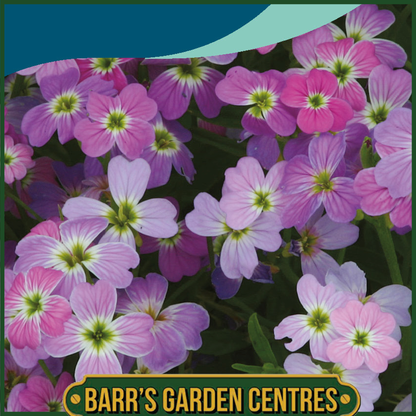 Johnsons - Stock Virginian Spring Sparkle - 750 Seeds