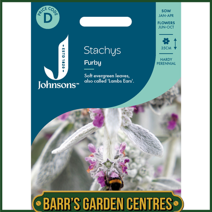 Johnsons - Stachys Furby - 20 Seeds
