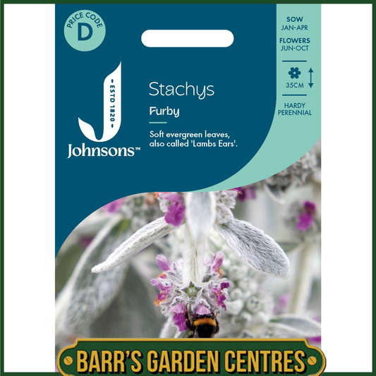 Johnsons - Stachys Furby - 20 Seeds