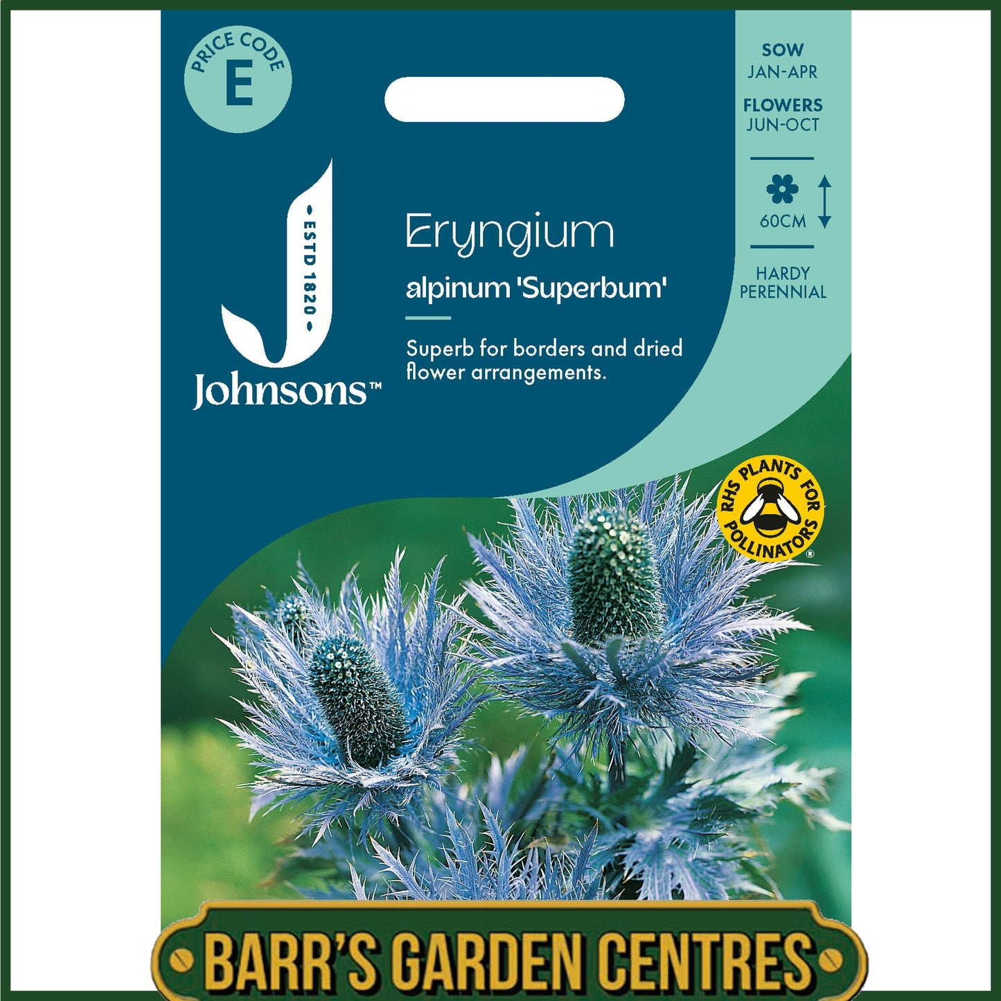 Johnsons - Eryngium Alpinum Superbum - 50 Seeds