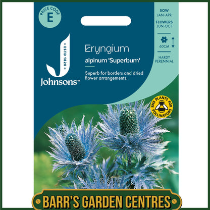 Johnsons - Eryngium Alpinum Superbum - 50 Seeds