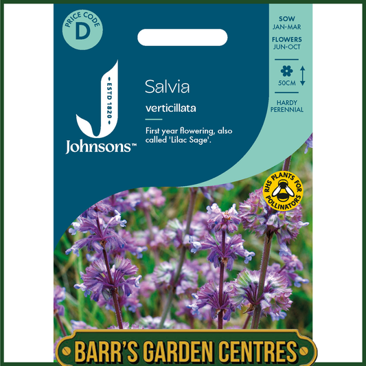 Johnsons - Salvia Verticillata - 50 Seeds