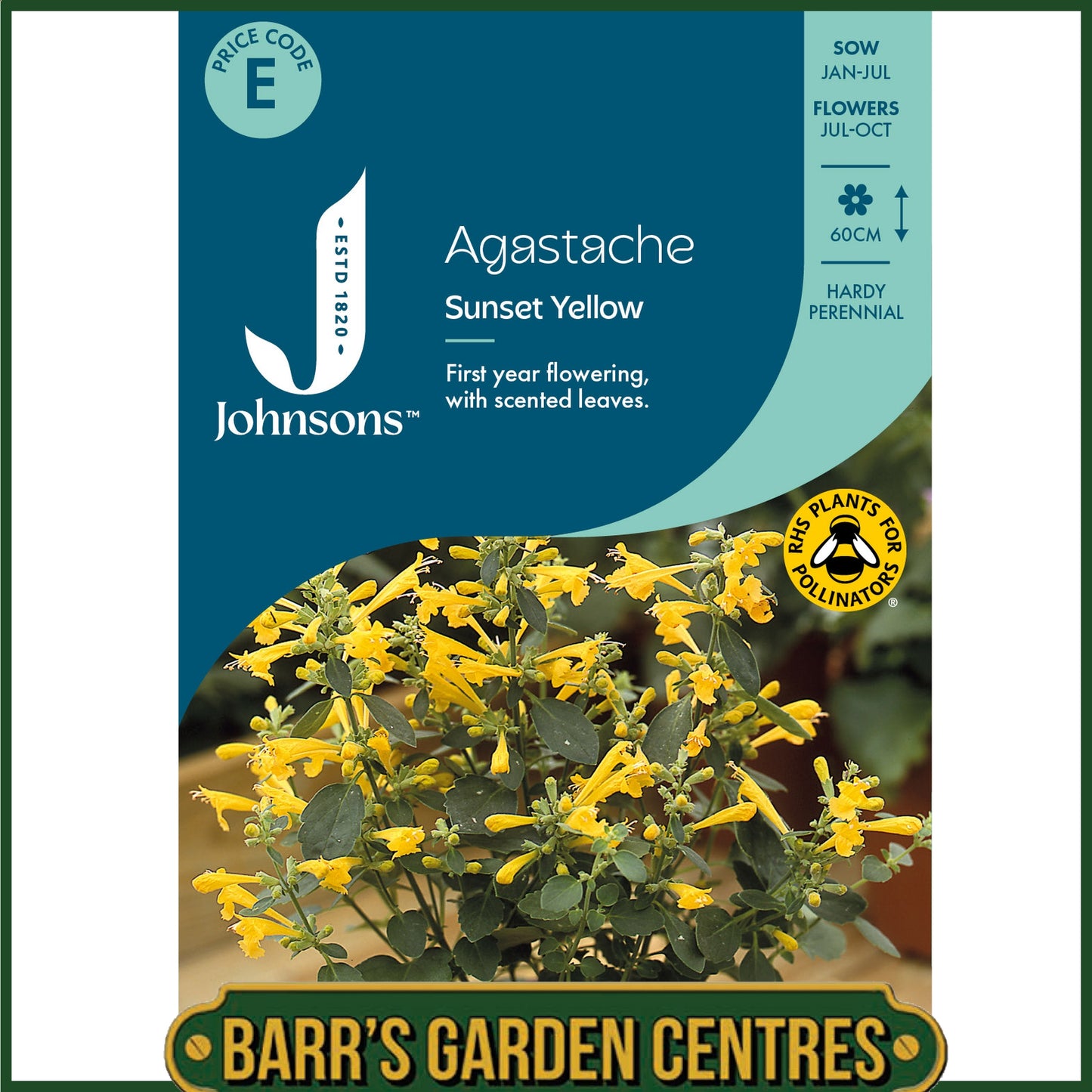 Johnsons - Agastache Sunset Yellow - 50 Seeds