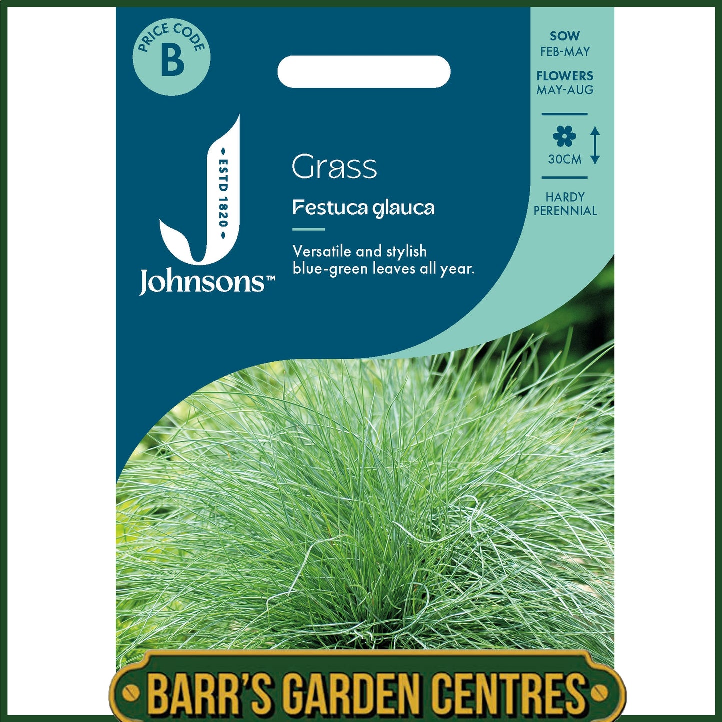 Johnsons - Grass Festuca Glauca - 100 Seeds