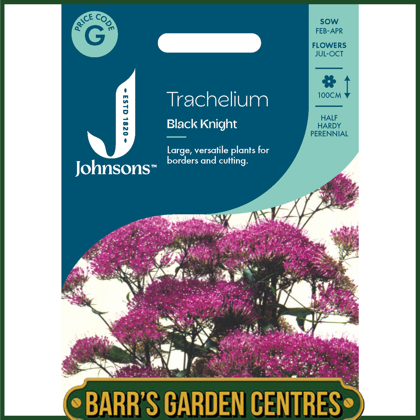 Johnsons - Trachelium Black Knight - 15 Seeds