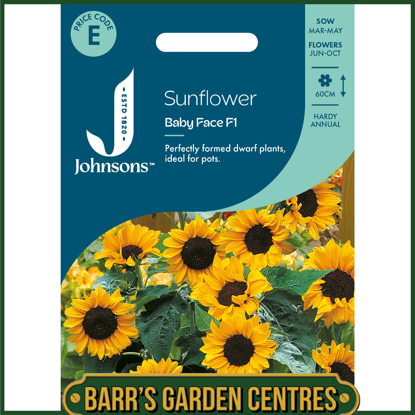 Johnsons - Sunflower Baby Face F1 - 20 Seeds