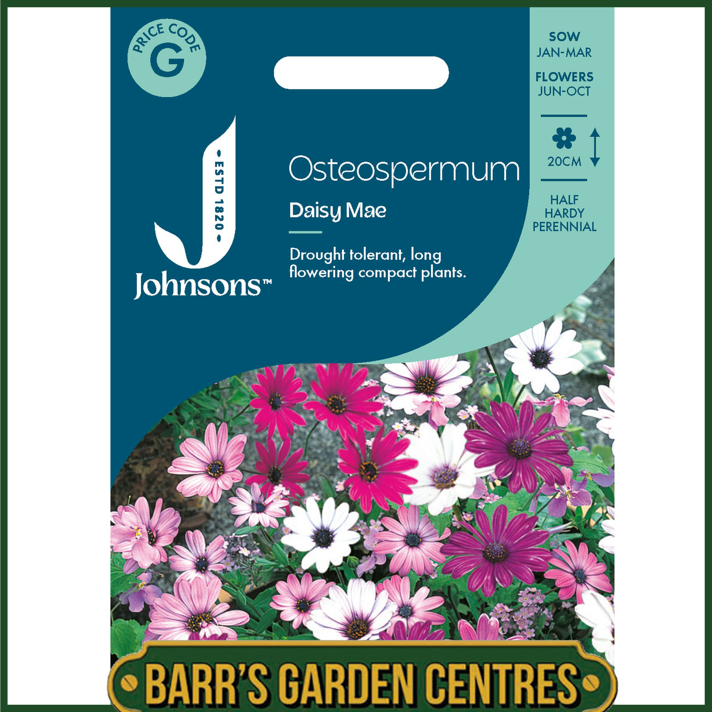 Johnsons - Osteospermum Daisy Mae - 25 Seeds