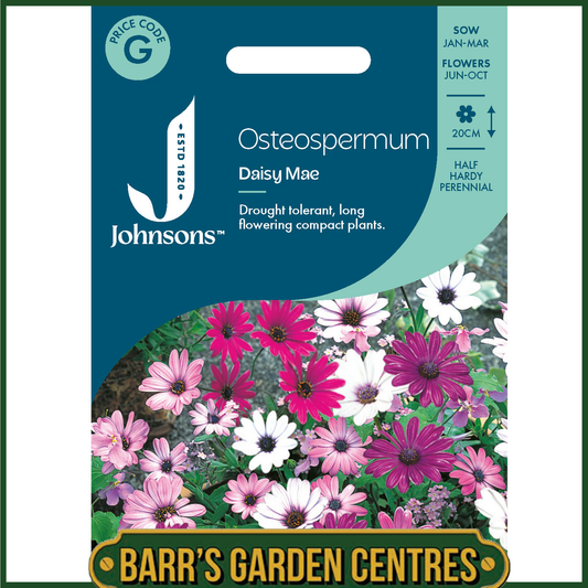 Johnsons - Osteospermum Daisy Mae - 25 Seeds