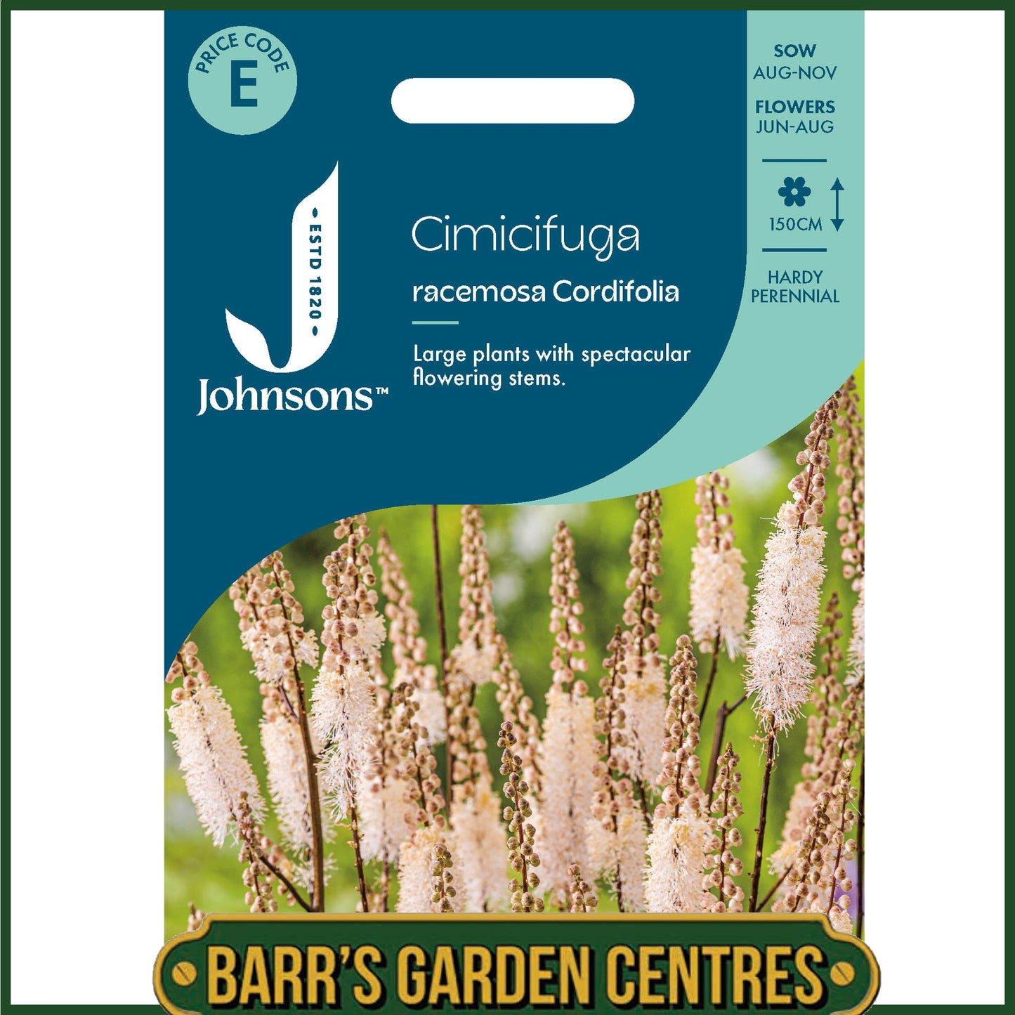 Johnsons - Cimicifuga Racemosa Cordifolia - 50 Seeds