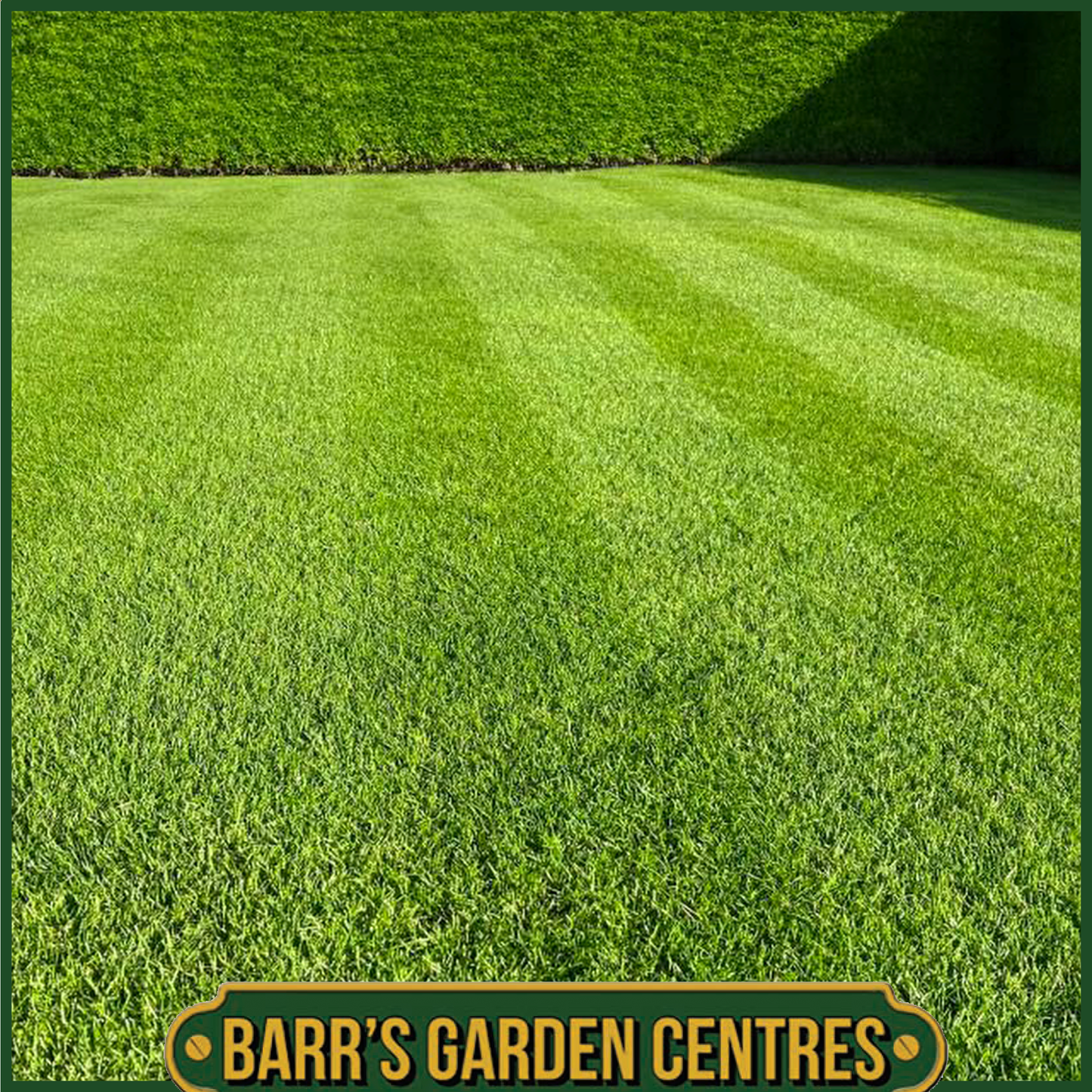Johnsons Lawn Seed Luxury Lawn (without Ryegrass)